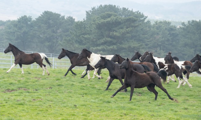 Giống ngựa cưỡi Hàn Quốc “RDA” mở ra một kỷ nguyên mới, phù hợp với thể trạng người Hàn