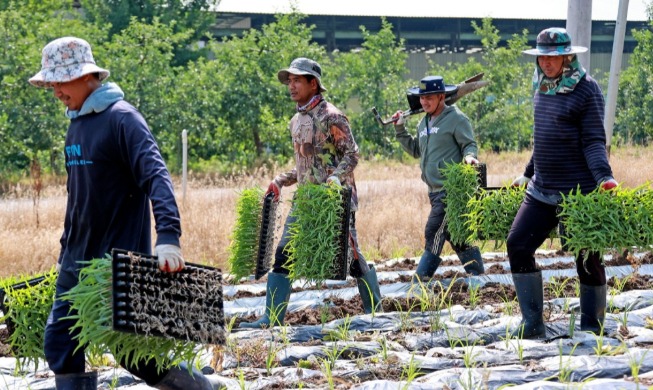 Hàn Quốc nỗ lực đảm bảo an toàn cho các lao động nước ngoài giữa trời nắng nóng gay gắt