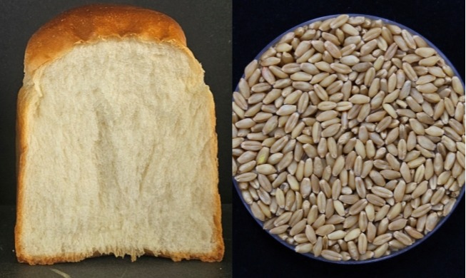 Hàn Quốc phát triển giống lúa mì mới cho phép thu hoạch 4 lần / năm