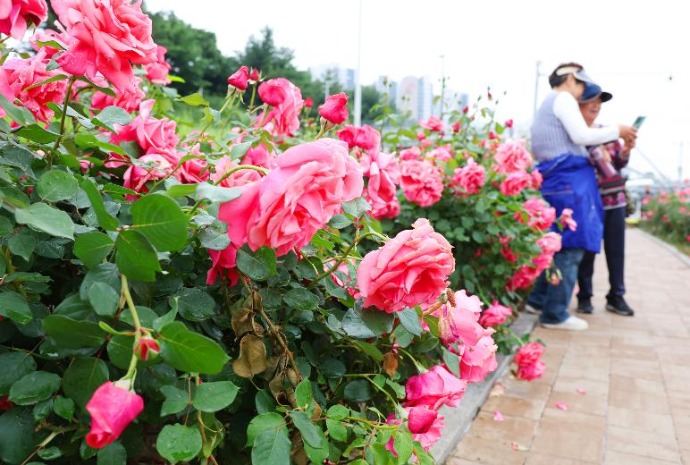 Hàng ngàn bông hoa hồng nở rộ