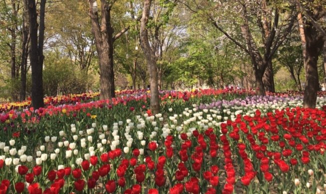 Rộn ràng sắc hoa tulip bên rừng Seoul