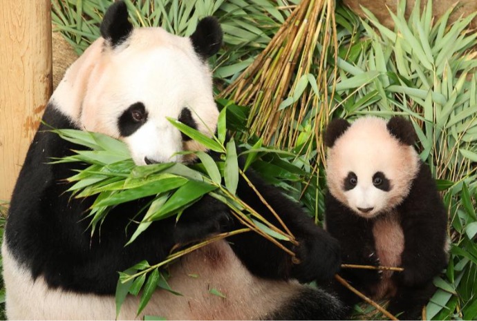 Gấu trúc Shu Bao quấn quýt bên mẹ