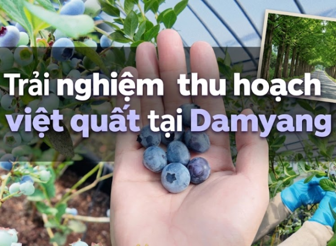 Trải nghiệm thu hoạch việt quất chín mọng tại Damyang