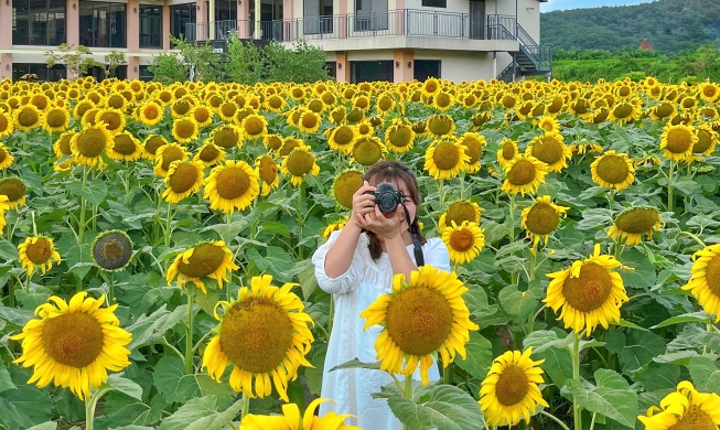 Mùa hè Hàn Quốc rực rỡ với các loài hoa : Korea.net : The official website of the Republic of Korea