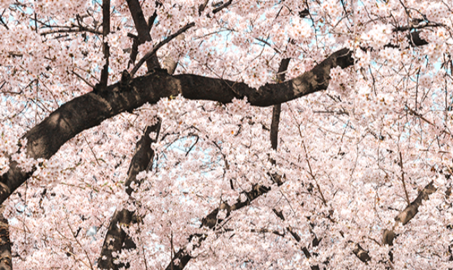 Lễ hội hoa xuân Yeouido