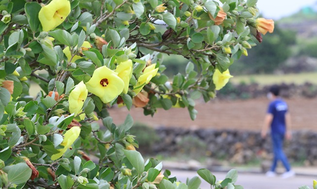 [Hàn Quốc hôm nay] Một loài thực vật có nguy cơ tuyệt chủng đã nở hoa trên đảo Jeju