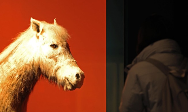 Triển lãm “Lễ hội ngựa nổi tiếng” 