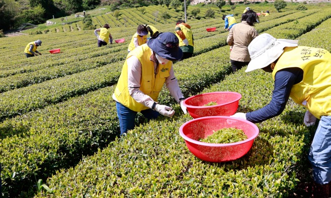 Hàn Quốc hôm nay] Cánh đồng trà xanh tuyệt đẹp ở huyện Boseong-gun : Korea.net : The official website of the Republic of Korea