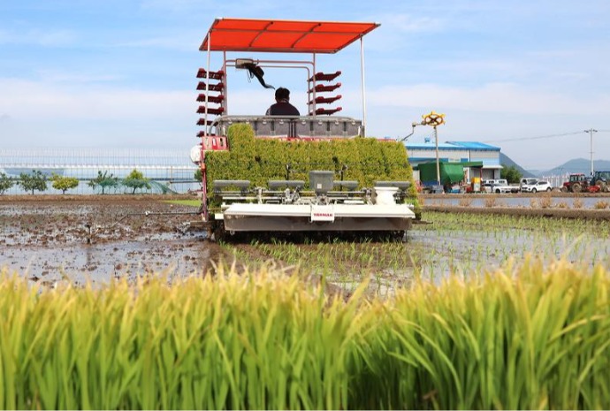 Vào vụ cấy lúa