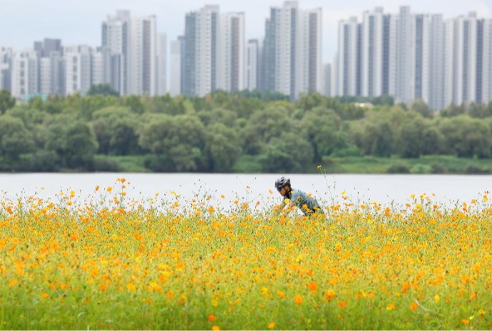 Hoa cúc sao nháy màu vàng báo hiệu mùa thu sắp đến