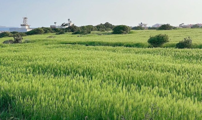 Lễ hội lúa mạch Gapado