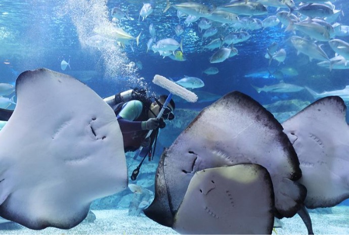 Vệ sinh bể cá cảnh