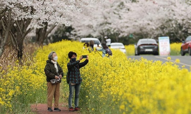 Điểm ngắm hoa tuyệt đẹp trên đảo Jeju