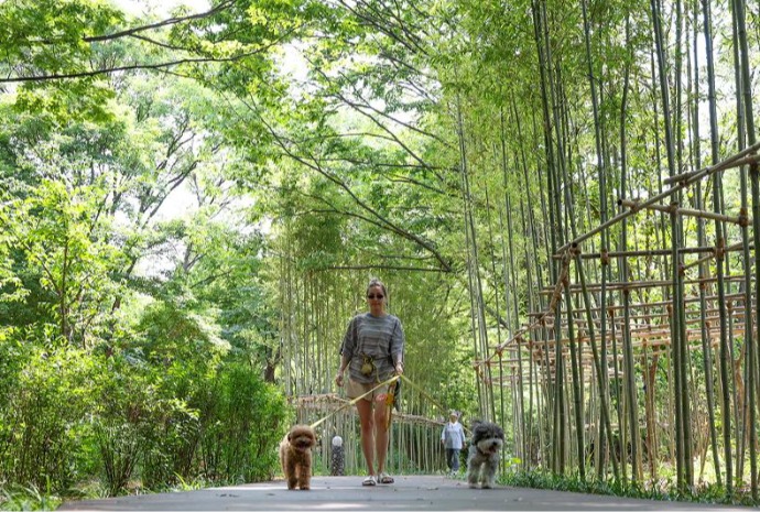 Dạo bước giữa rừng Hàn Quốc ở Namsan