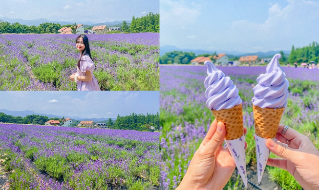 Hani Lavender Farm: Trang trại hoa oải hương lớn và đẹp nhất Hàn Quốc