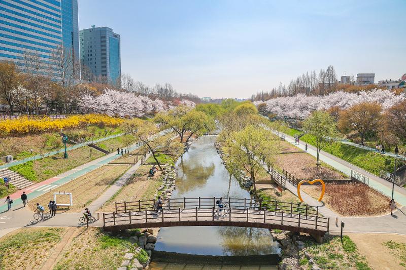 Cây hoa anh đào được trồng dọc theo suối Yangjaecheon, quận Seocho-gu, thành phố Seoul. (Ảnh: Chính quyền quận Seocho-gu) 