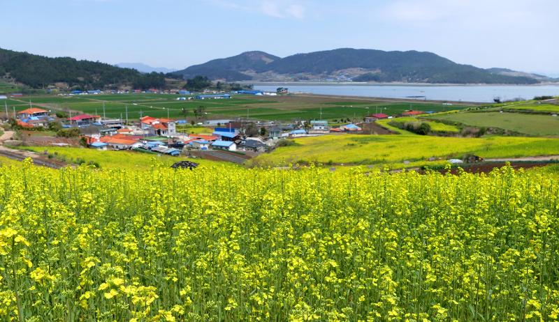 Làng hoa cải dầu tại huyện Jangheung-gun, tỉnh Jeollanam-do. (Ảnh: Chính quyền Jangheung-gun) 