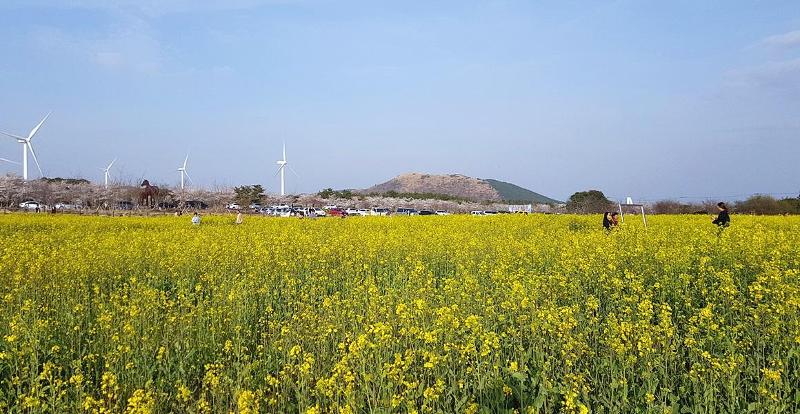 Cánh đồng hoa cải dầu “Yuchae” ở Gasi-ri, Pyoseon-myeon, thành phố Seogwipo-si, Jeju, có thể nói đây là loài hoa đại diện cho đảo Jeju. (Ảnh: Visit Jeju)