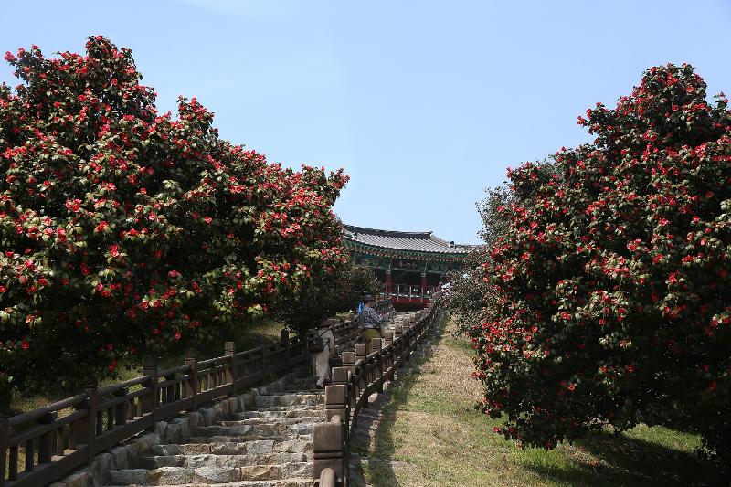 Rừng hoa sơn trà “Dongbaek” ở Maryang-ri, Seo-myeon, quận Seocheon-gun, tỉnh Chungcheongnam-do, nơi được biết đến là ranh giới phía Bắc, được tạo nên bởi những cây hoa sơn trà mọc tự nhiên ven bờ biển hoặc đảo phía Nam. (Ảnh: Chính quyền quận Seocheon-gun)