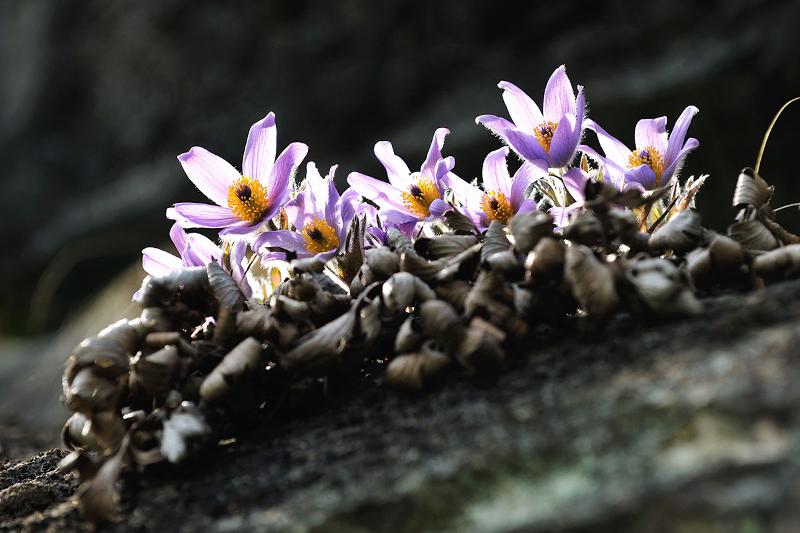 Donggang Halmi (tên khoa học: Pulsatilla tongkangensis), một loài hoa dại chỉ phân bố ở Hàn Quốc mọc dọc theo sông Donggang ở quận Yeongwol-gun, Pyeongchang-gun và Jeongseon-gun thuộc tỉnh Gangwon-do. (Ảnh: Chính quyền tỉnh Jeongseon-gun)