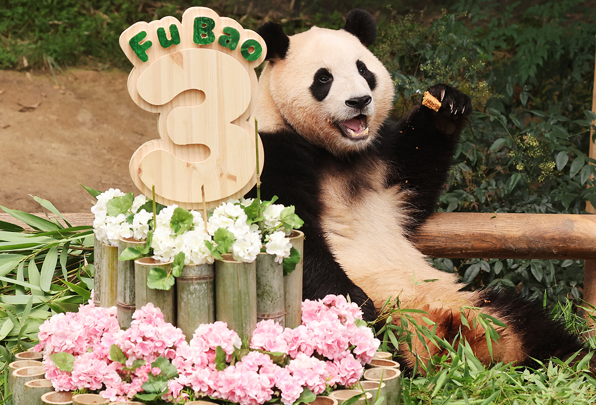 Creatrip Những điều thú vị về Fu Bao bé gấu trúc siêu dễ thương tại  Everland Hàn Quốc