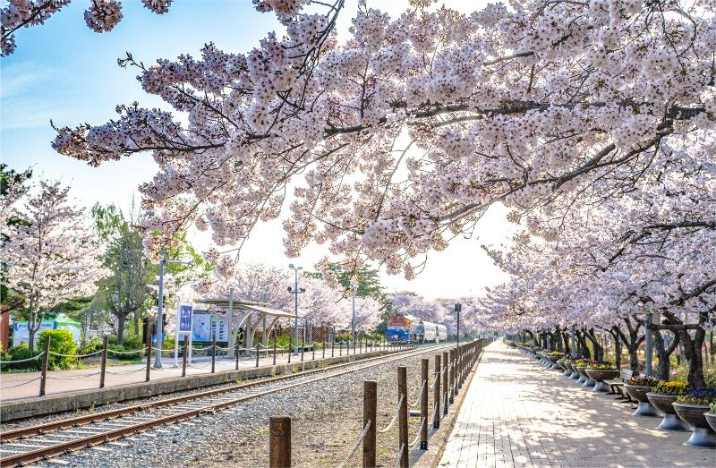 Con đường hoa anh đào ở ga tàu Gyeonghwa, quận Jinhae-gu, thành phố Changwon, tỉnh Gyeongsangnam-dp. (Ảnh: Chính quyền thành phố Changwon)