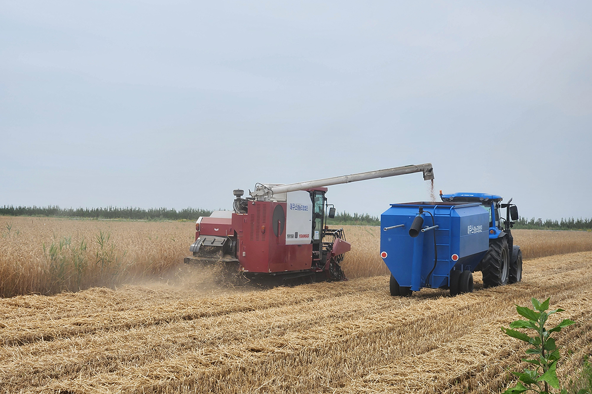 Ng&agrave;y 17/6, Cơ quan X&uacute;c tiến C&ocirc;ng nghệ N&ocirc;ng nghiệp H&agrave;n Quốc (KOAT) đ&atilde; thực hiện vụ thu hoạch cỏ kh&ocirc; đầu ti&ecirc;n tại khu đất khai hoang Saemangeum, thị trấn Gwanghwal-myeon, th&agrave;nh phố Gimje, tỉnh Jeollabuk-do.