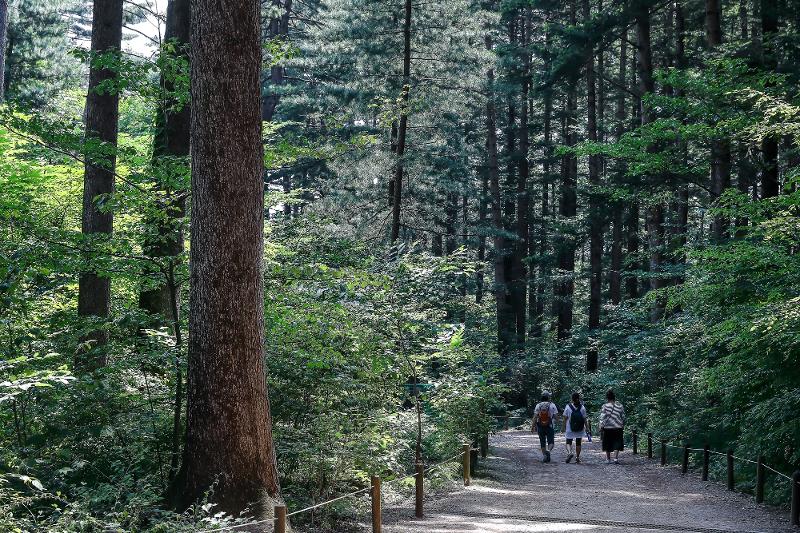 Rừng Gwangneung, thành phố Pocheon, tỉnh Gyeonggi-do. (Ảnh: Tổng cục Lâm nghiệp Hàn Quốc)