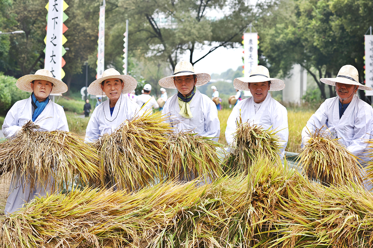 Ngày 15/10, khoảng 200 người dân Hàn Quốc đã tham gia chương trình trải nghiệm cắt lúa được tổ chức ở suối Yangjaecheon, quận Gangnam-gu, thành phố Seoul. (Ảnh: Yonhap News)