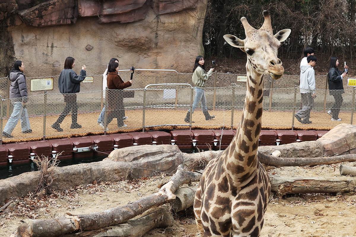 Ngày 20/3/2025, các nhân viên công viên giải trí Everland ở thành phố Yongin (tỉnh Gyeonggi-do) đã trải nghiệm “River Trail Adventure” - chương trình tham quan vườn thú safari bằng đường bộ dự định được tổ chức từ ngày 21/3.