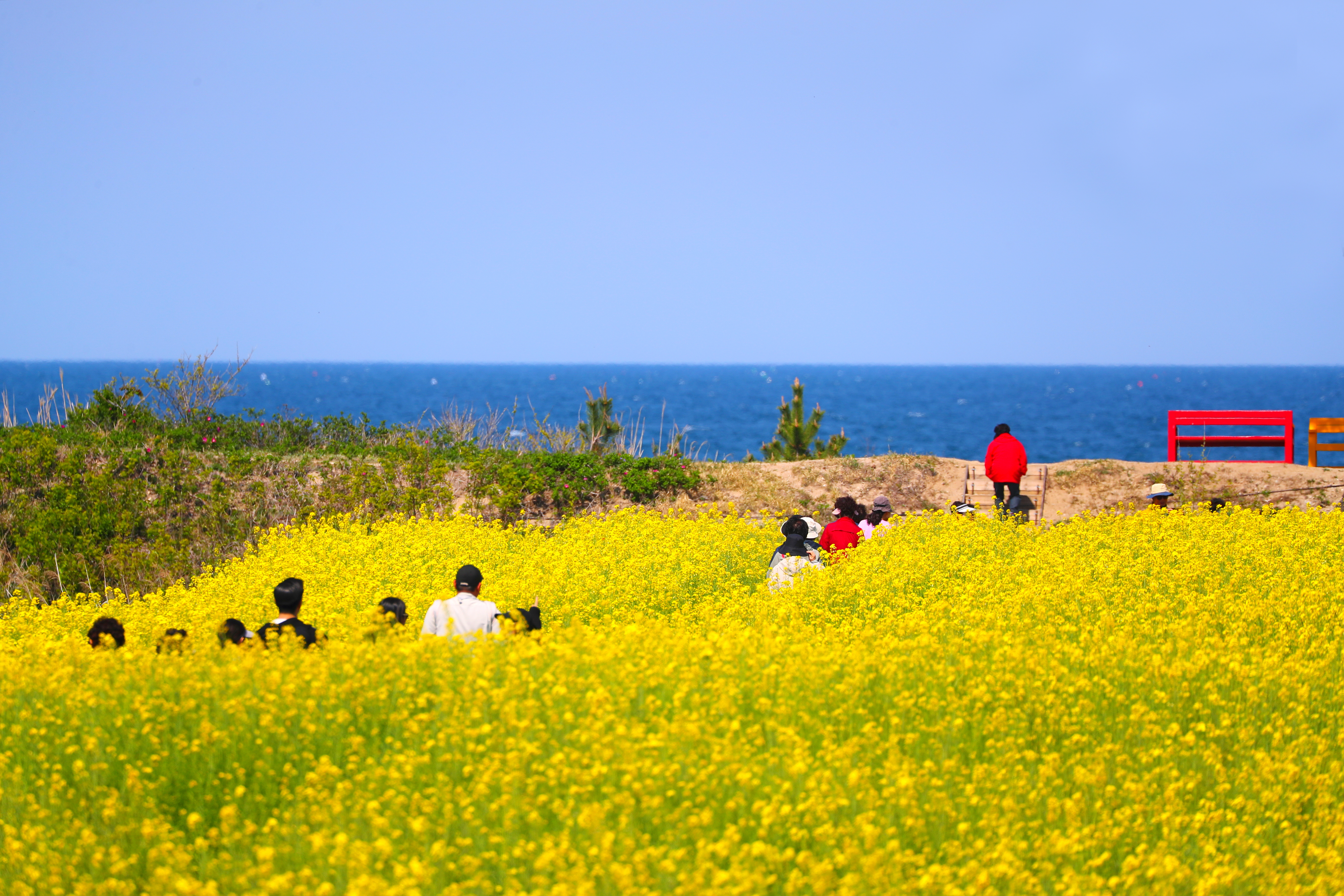 Chiều ngày 29/4/2025, nhiều du khách đã đến thị trấn Sonyang-myeon, quận Yangyang-gun, tỉnh Gangwon-do để ngắm cánh đồng hoa cải dầu vàng rực tuyệt đẹp. 