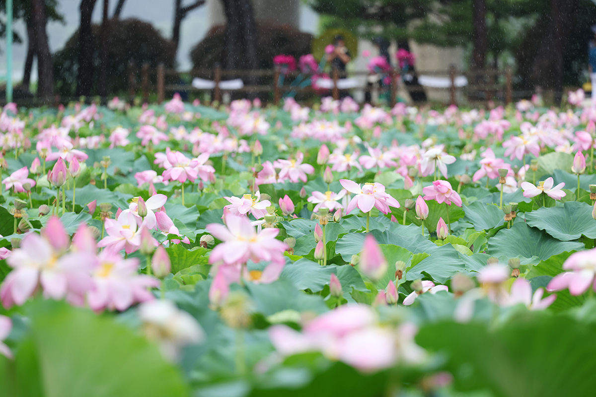 Ng&agrave;y 14/7/2025, nhiều du kh&aacute;ch đến tham quan Lễ hội văn h&oacute;a hoa sen Semiwon diễn ra ở vườn Semiwon, quận Yangpyeong-gun, tỉnh Gyeonggi-do. 