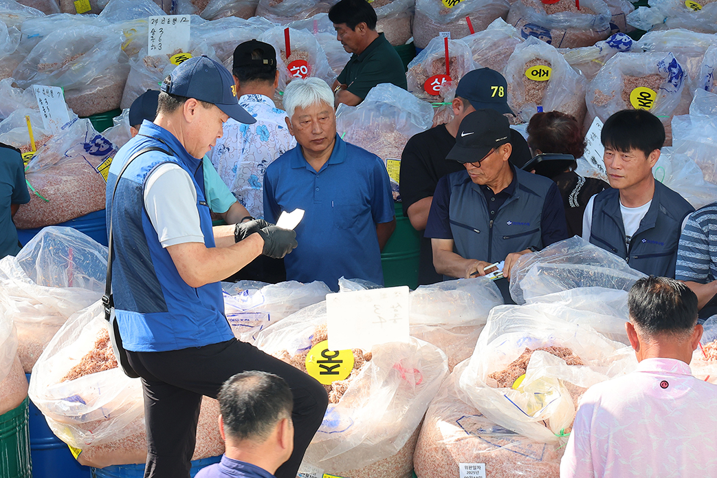 Ngày 10/9/2025, một phiên đấu giá mắm tép “Chujeot” đã diễn ra tại làng Oepo-ri, thị trấn Naega-myeon, huyện Ganghwa-gun, thành phố Incheon.