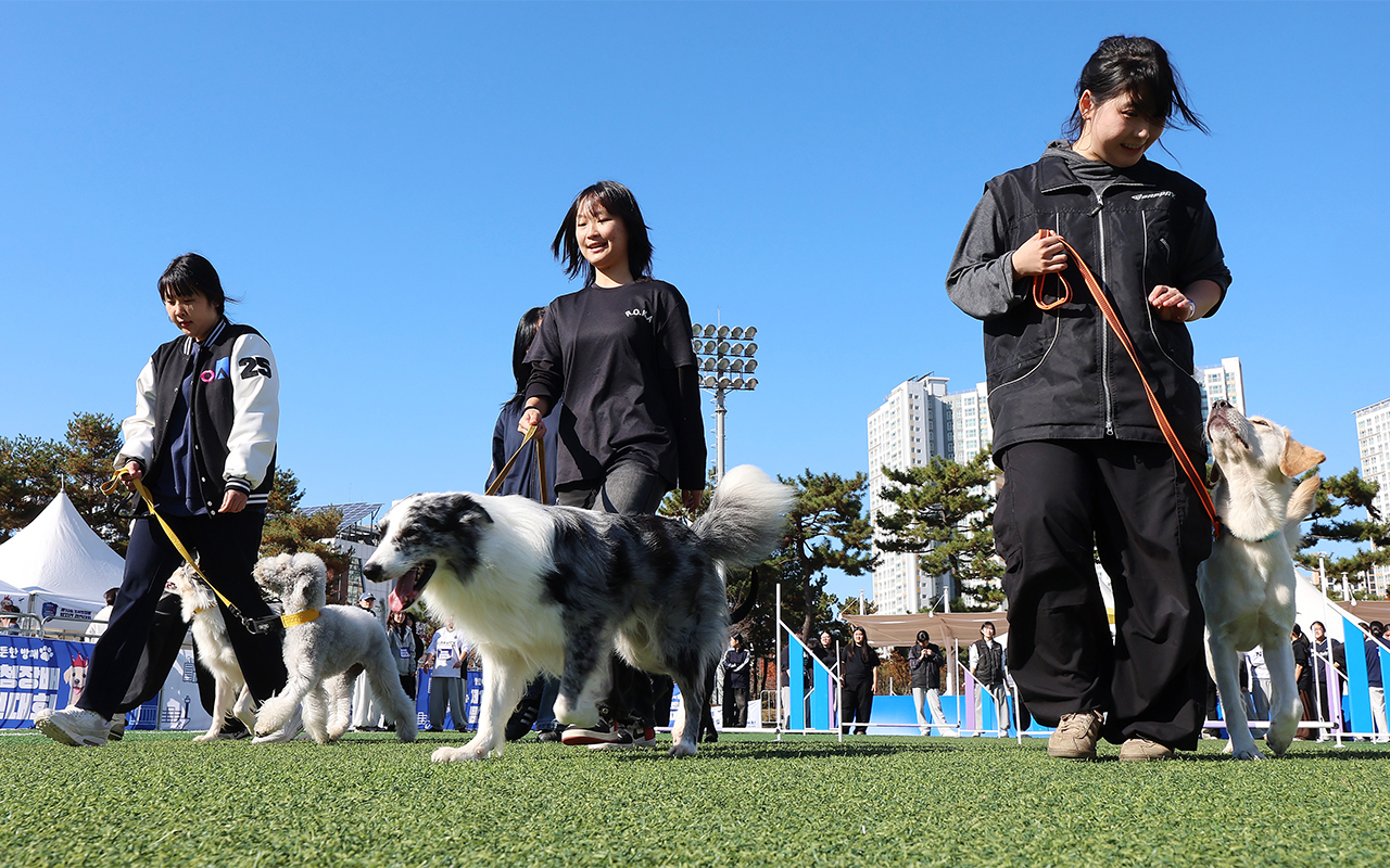 Ngày 14/11/2025, các chú chó nghiệp vụ và chủ của chúng tập luyện trước khi bắt đầu cuộc thi chó nghiệp vụ cấp Giám đốc Cục Hải quan Hàn Quốc, diễn ra ở Công viên Thể thao Haneul, đảo Yeongjongdo, quận Jung-gu, thành phố Incheon.