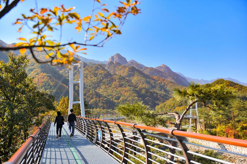 Khung cảnh con đường Seorak Hyanggi-ro ở th&agrave;nh phố Sokcho, tỉnh Gangwon-do, nơi du kh&aacute;ch c&oacute; thể dạo bước quanh sườn n&uacute;i Seorak nhuộm sắc thu. (Ảnh: Ch&iacute;nh quyền th&agrave;nh phố Sokcho) 