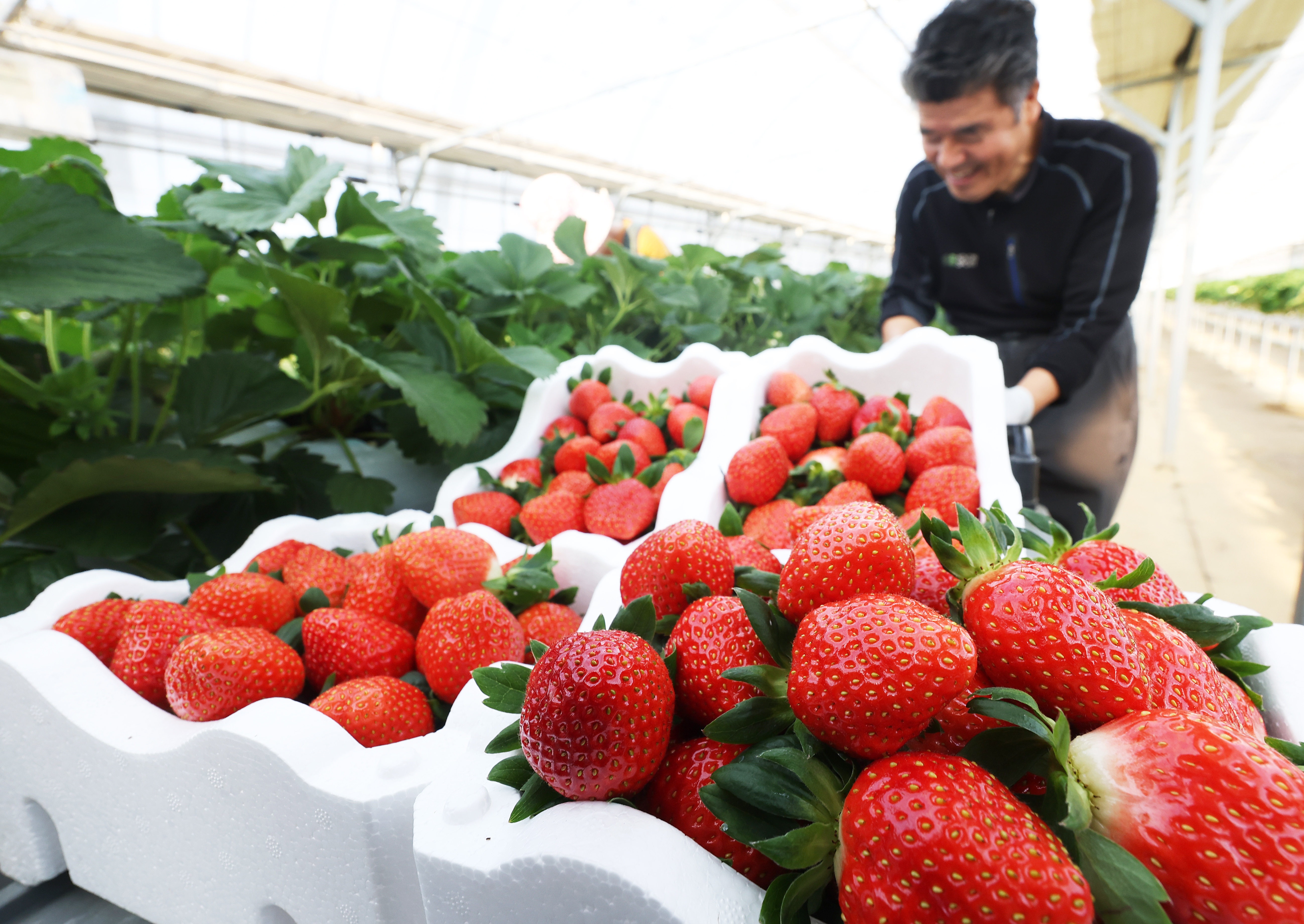 Ng&agrave;y 9/12/2025, một n&ocirc;ng d&acirc;n đ&atilde; thu hoạch d&acirc;u t&acirc;y ch&iacute;n đỏ mọng trong nh&agrave; k&iacute;nh ở thị trấn Jangan-myeon, th&agrave;nh phố Hwaseong, tỉnh Gyeonggi-do.