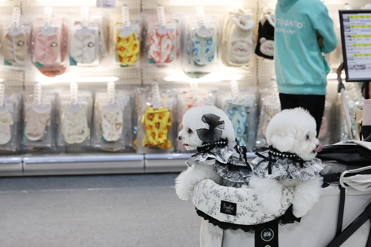  Ng&agrave;y 12/12/2025, Hội chợ Gi&aacute;ng sinh Th&uacute; cưng Seoul 2025 đ&atilde; diễn ra tại Trung t&acirc;m Triển l&atilde;m v&agrave; Hội nghị Thương mại Seoul (SETEC), quận Gangnam-gu, th&agrave;nh phố Seoul.