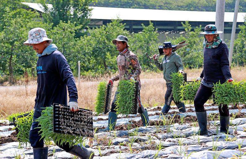 Ng&agrave;y 6/5, tại cuộc họp Nội c&aacute;c, Ch&iacute;nh phủ H&agrave;n Quốc đ&atilde; th&ocirc;ng qua dự thảo sửa đổi nghị định thi h&agrave;nh Luật Bảo hiểm chăm s&oacute;c d&agrave;i hạn cho người cao tuổi, cho ph&eacute;p lao động thời vụ nước ngo&agrave;i (E-8) được miễn tham gia bảo hiểm chăm s&oacute;c d&agrave;i hạn. Trong ảnh l&agrave; c&aacute;c lao động thời vụ nước ngo&agrave;i đang gieo hạt tr&ecirc;n một c&aacute;nh đồng ng&ocirc; ở huyện Goesan, tỉnh Chungcheongbuk. (Nguồn:&nbsp;Văn ph&ograve;ng quản l&yacute; huyện Goesan) 