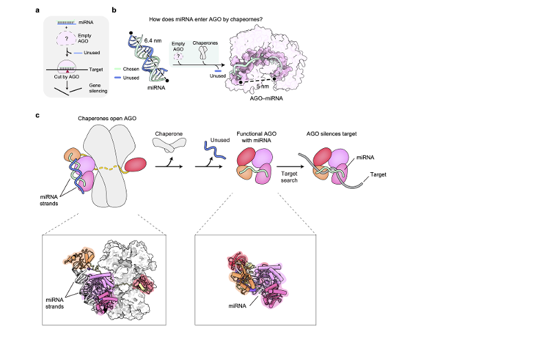 Qu&aacute; tr&igrave;nh protein Argonaute&nbsp;đạt được khả năng ức chế gen mục ti&ecirc;u. Ảnh: Đơn vị Nghi&ecirc;n cứu RNA, Viện Khoa học cơ bản