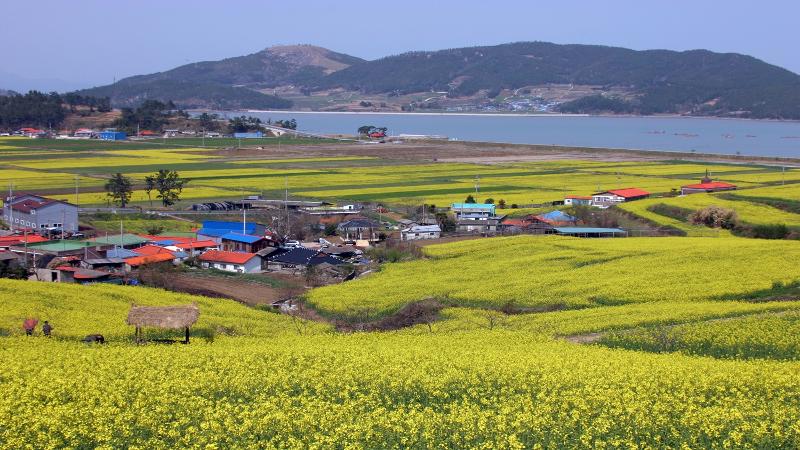 C&aacute;nh đồng hoa cải dầu v&agrave;&nbsp;vịnh Deungnyangman tại l&agrave;ng Seonhakdong, x&atilde; Hoejin, huyện Jangheung, Th&agrave;nh phố&nbsp;Gwangju&ndash;Jeonnam. Ảnh: Ch&iacute;nh quyền huyện Jangheung