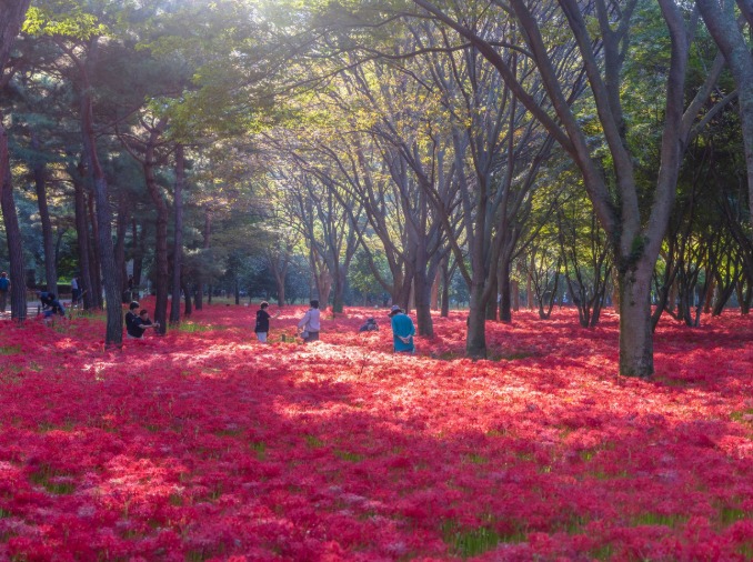 Du ngoạn mùa thu cùng kỳ nghỉ Chuseok - Từ những điệu múa rộn ràng đến thế giới ánh sáng huyền ảo