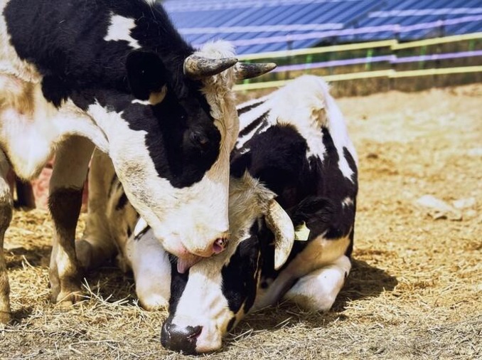 [Bảo vệ động vật tại Hàn Quốc] ② Khu bảo tồn động vật (sanctuary)