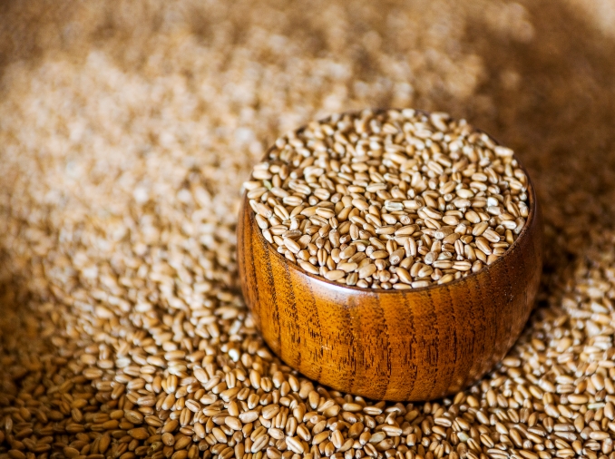 Hàn Quốc phát triển giống lúa mì mới cho phép thu hoạch 4 lần / năm